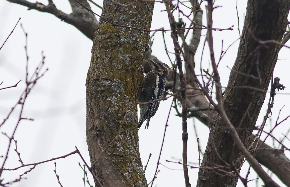 Yellow-bellied Sapsucker - ML423459741