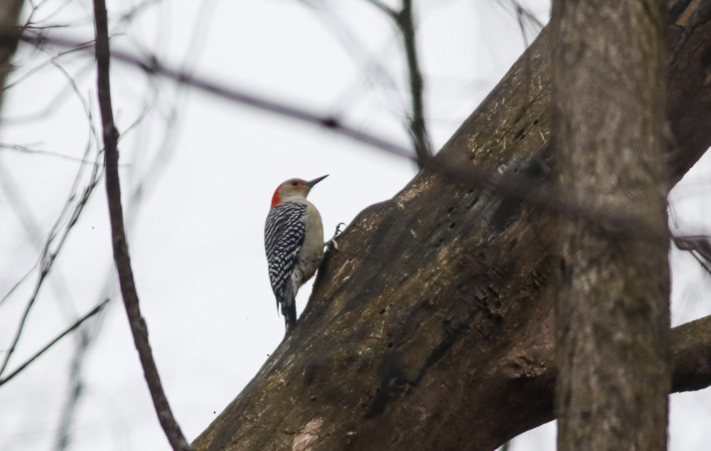 Red-bellied Woodpecker - ML423459851