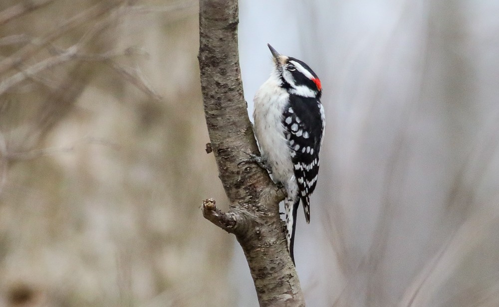 Downy Woodpecker - ML423459911