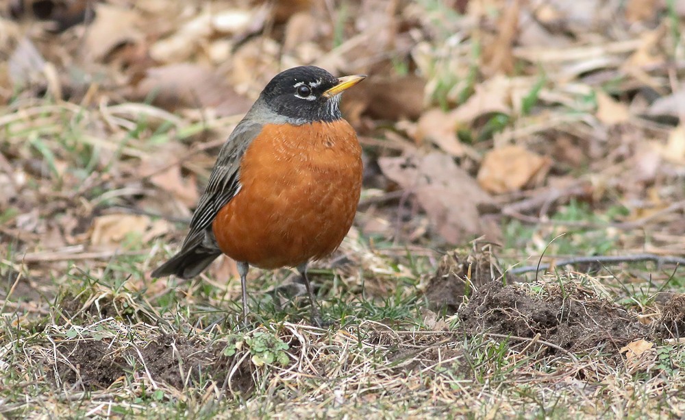 American Robin - ML423459971