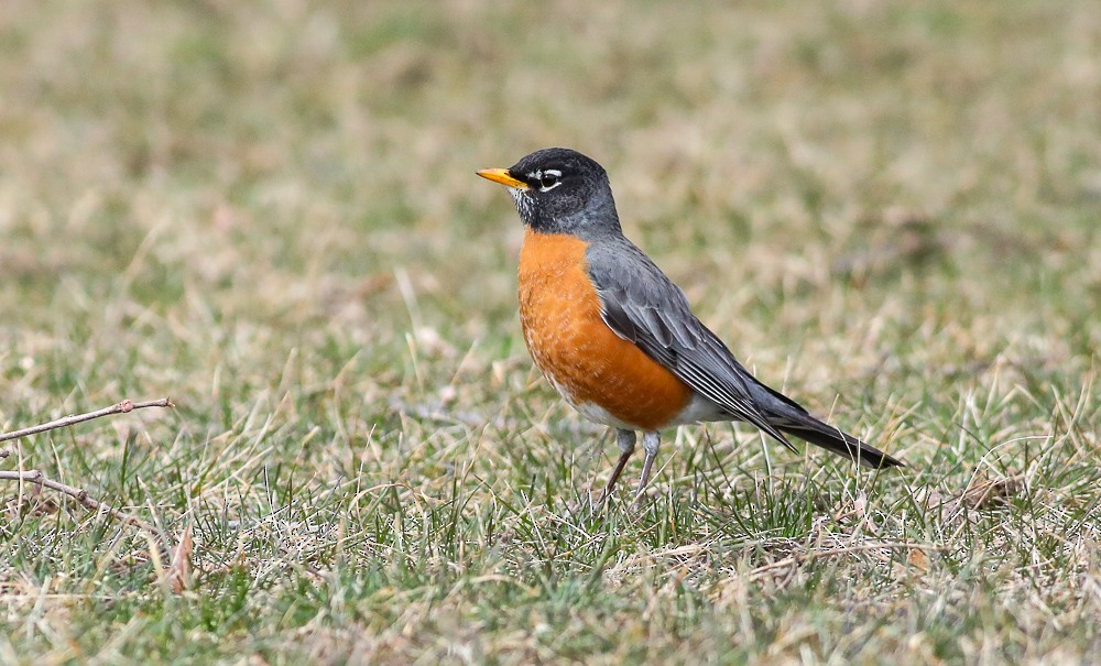 American Robin - ML423460001