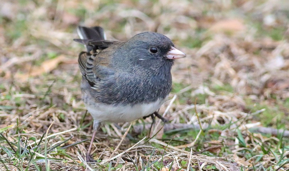 Dark-eyed Junco - ML423460051