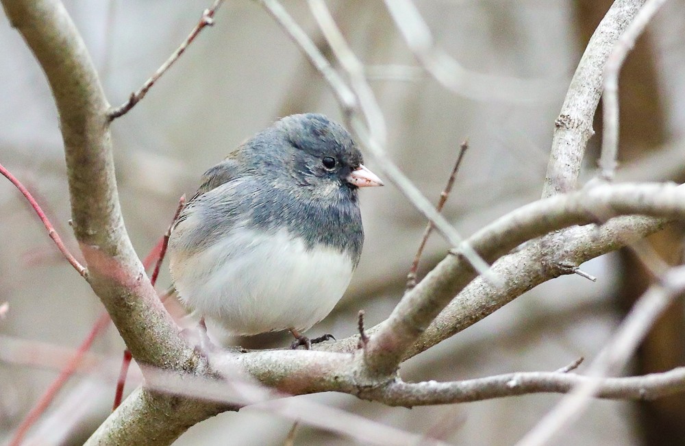 Junco ardoisé - ML423460061