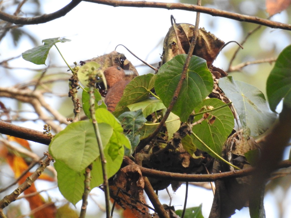 Rufous Woodpecker - ML423460891