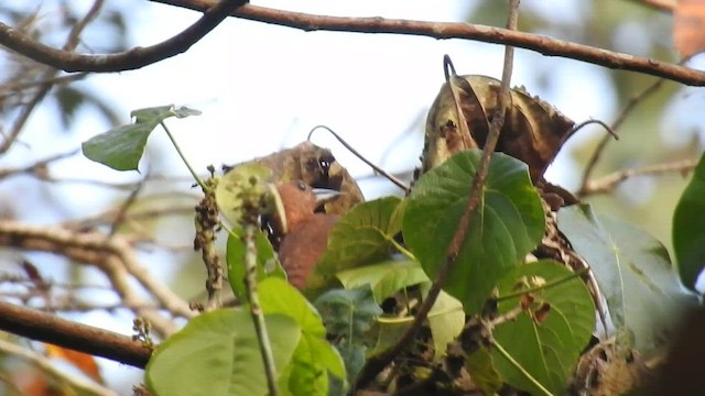 Rufous Woodpecker - ML423461381