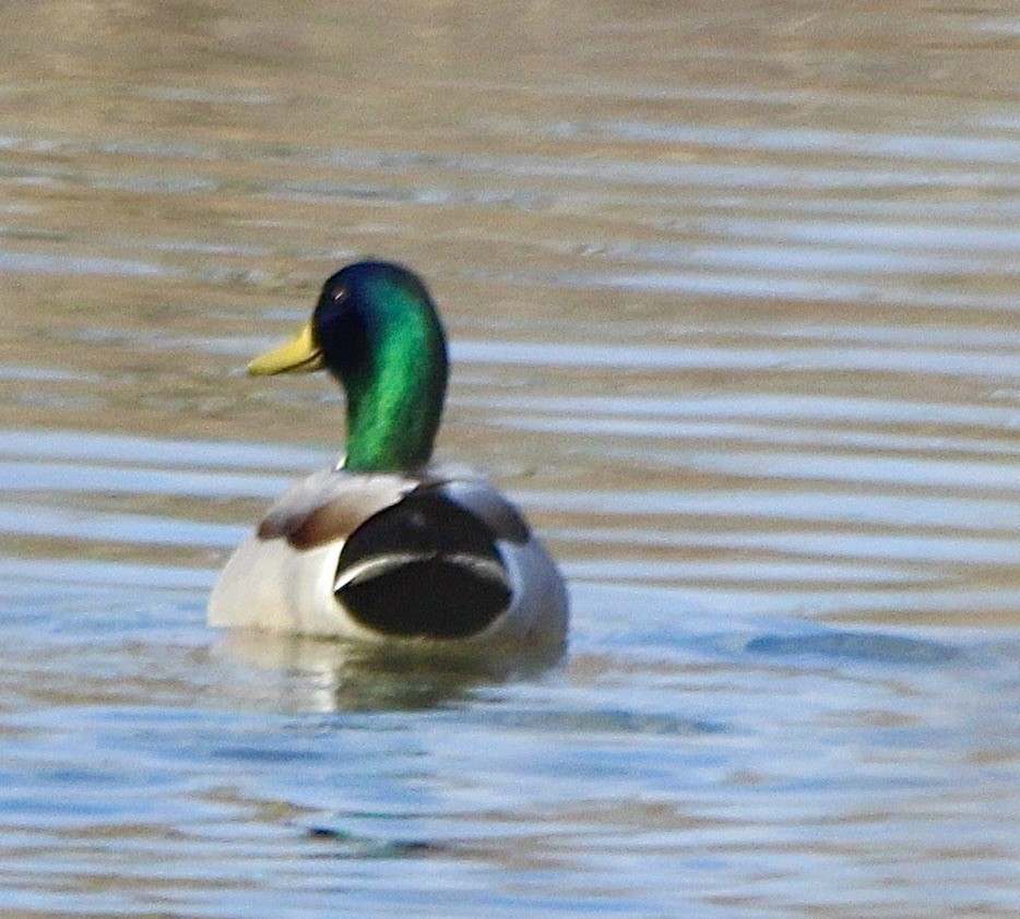 Canard colvert - ML423462531