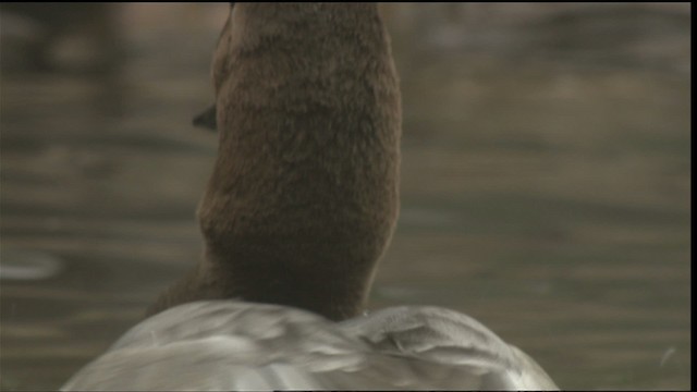 Canvasback - ML423463