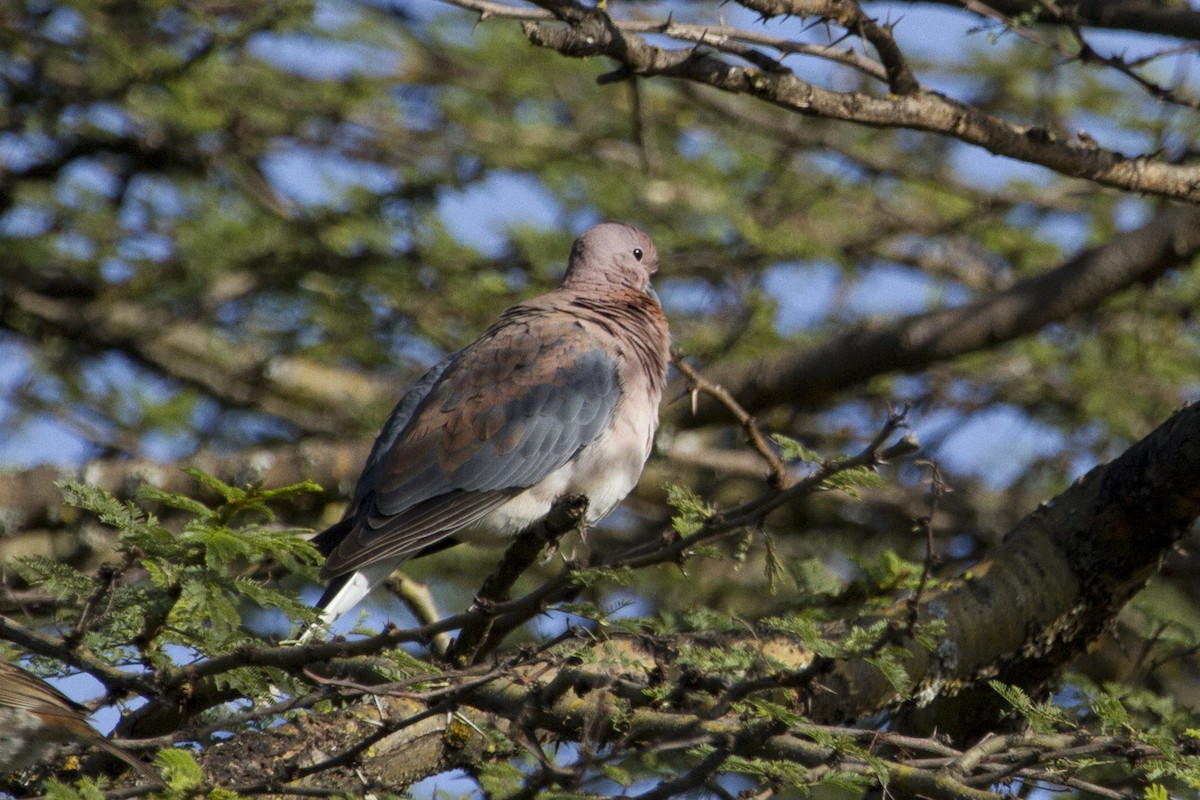 Laughing Dove - Phil Stouffer
