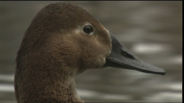 Canvasback - ML423464