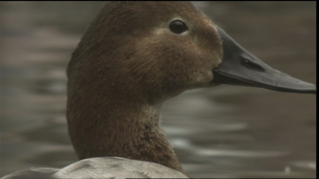 Canvasback - ML423465