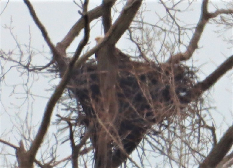 Bald Eagle - ML423465311