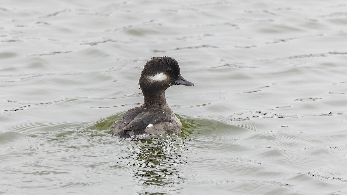 Bufflehead - ML423466951