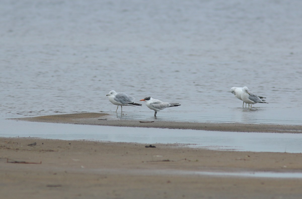 Caspian Tern - ML423467941