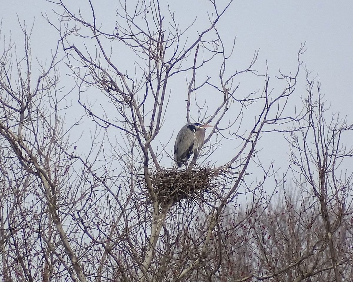 Great Blue Heron - ML423469711