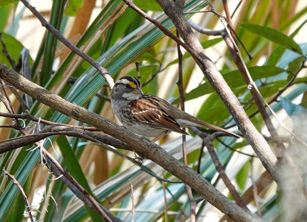 White-throated Sparrow - ML423469731