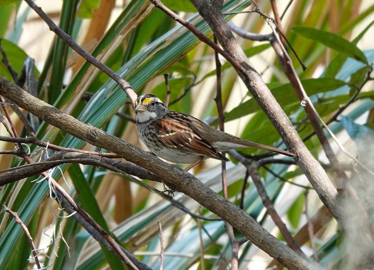 White-throated Sparrow - ML423469741