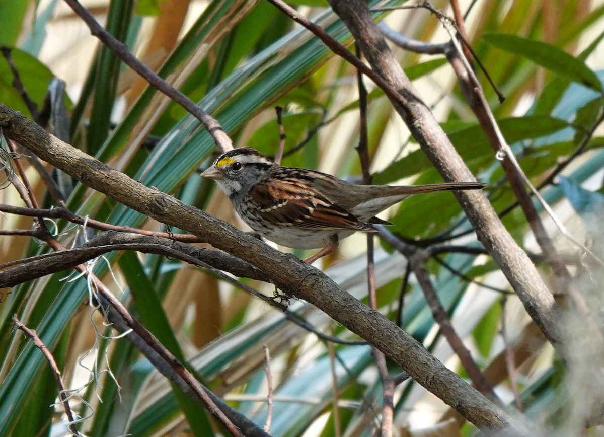 White-throated Sparrow - ML423469751