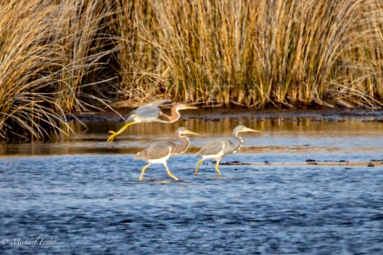 Tricolored Heron - ML423469871