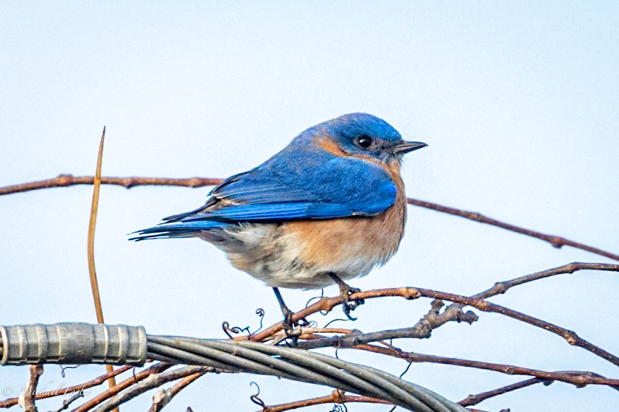 Eastern Bluebird - ML423469971