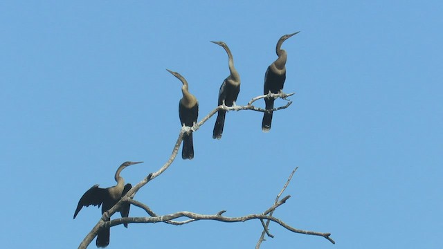 Anhinga Americana - ML423470301