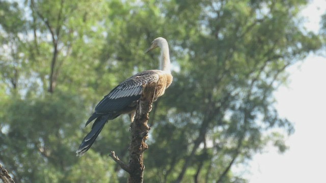 Anhinga Americana - ML423470311