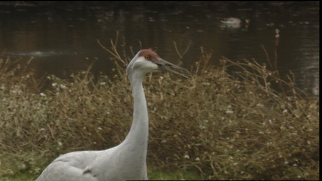 Sandhill Crane - ML423471