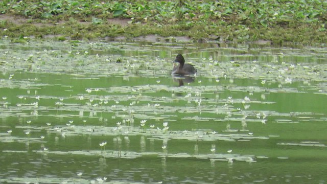 Muscovy Duck - ML423471031