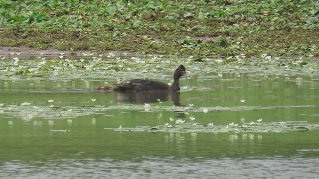 Muscovy Duck - ML423471071