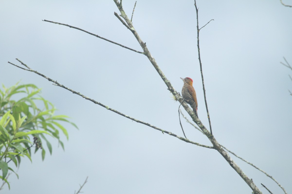 Red-rumped Woodpecker - ML423471541