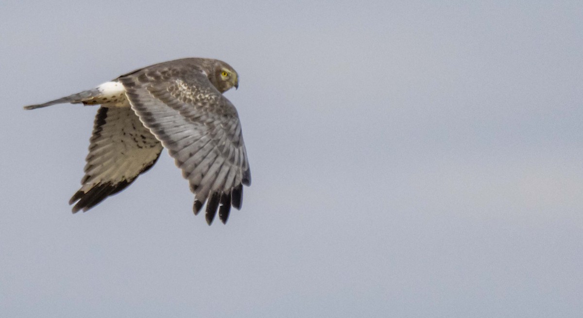 Northern Harrier - ML423472211