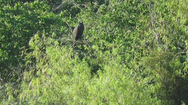 Great Black Hawk - ML423472601