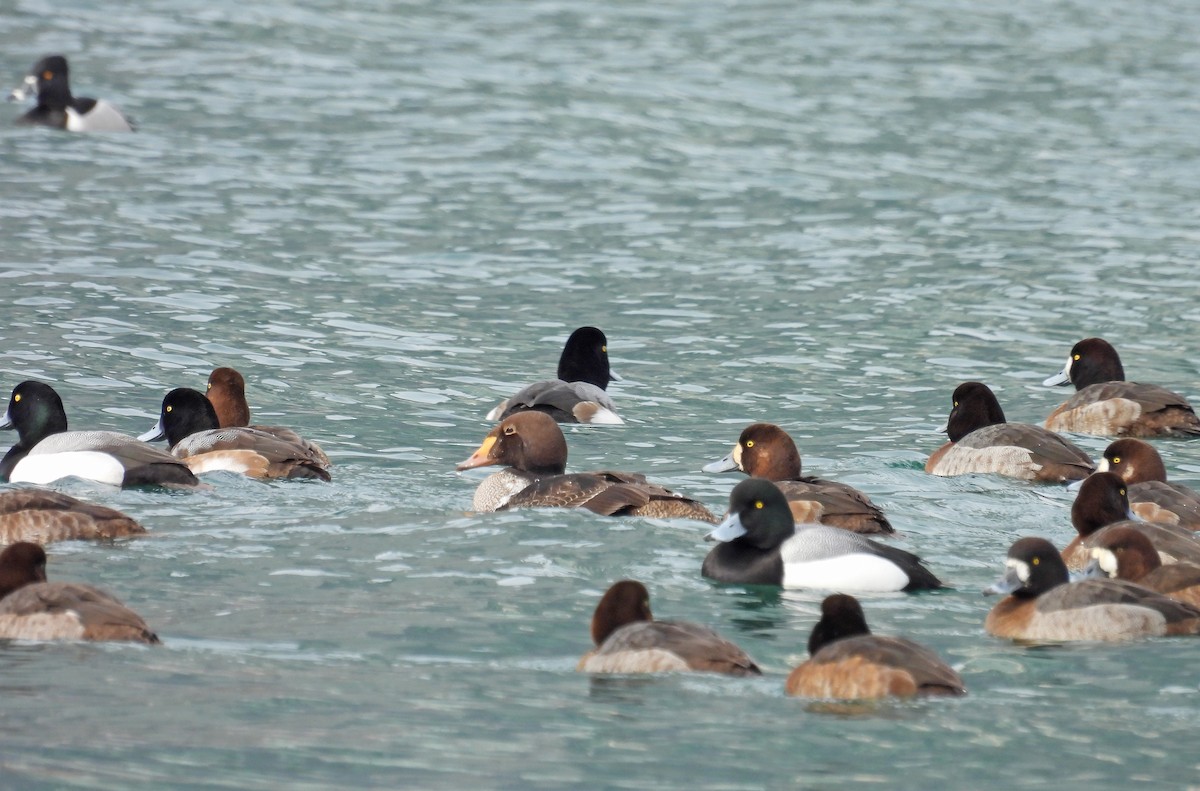 Greater Scaup - ML423473211