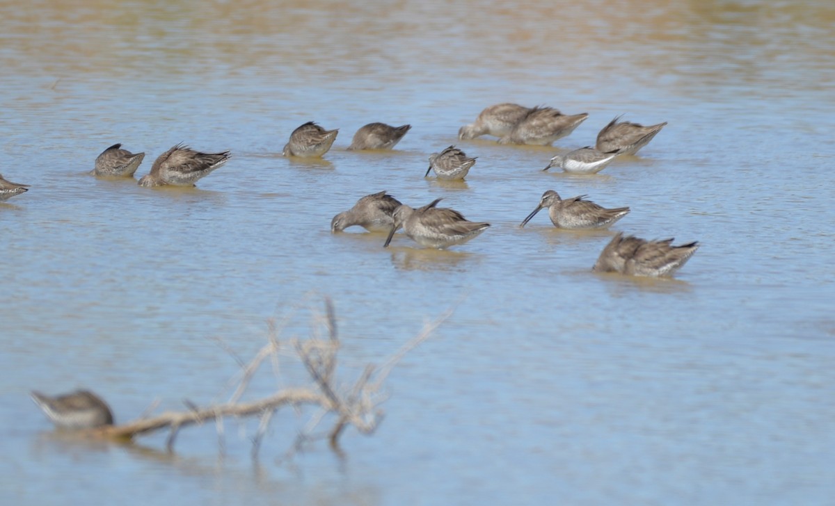 Stilt Sandpiper - ML423476241