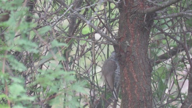 White-barred Piculet - ML423476331