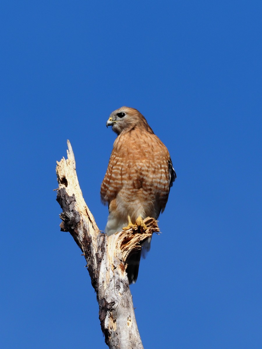 Red-shouldered Hawk - ML423476391