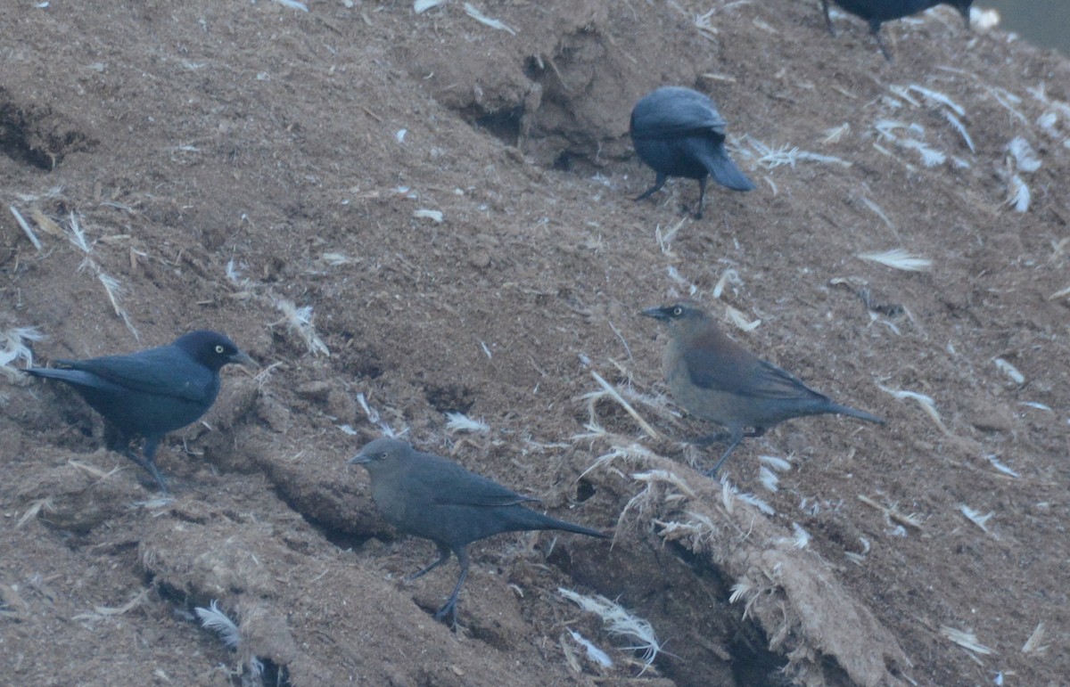 Rusty Blackbird - ML423477101