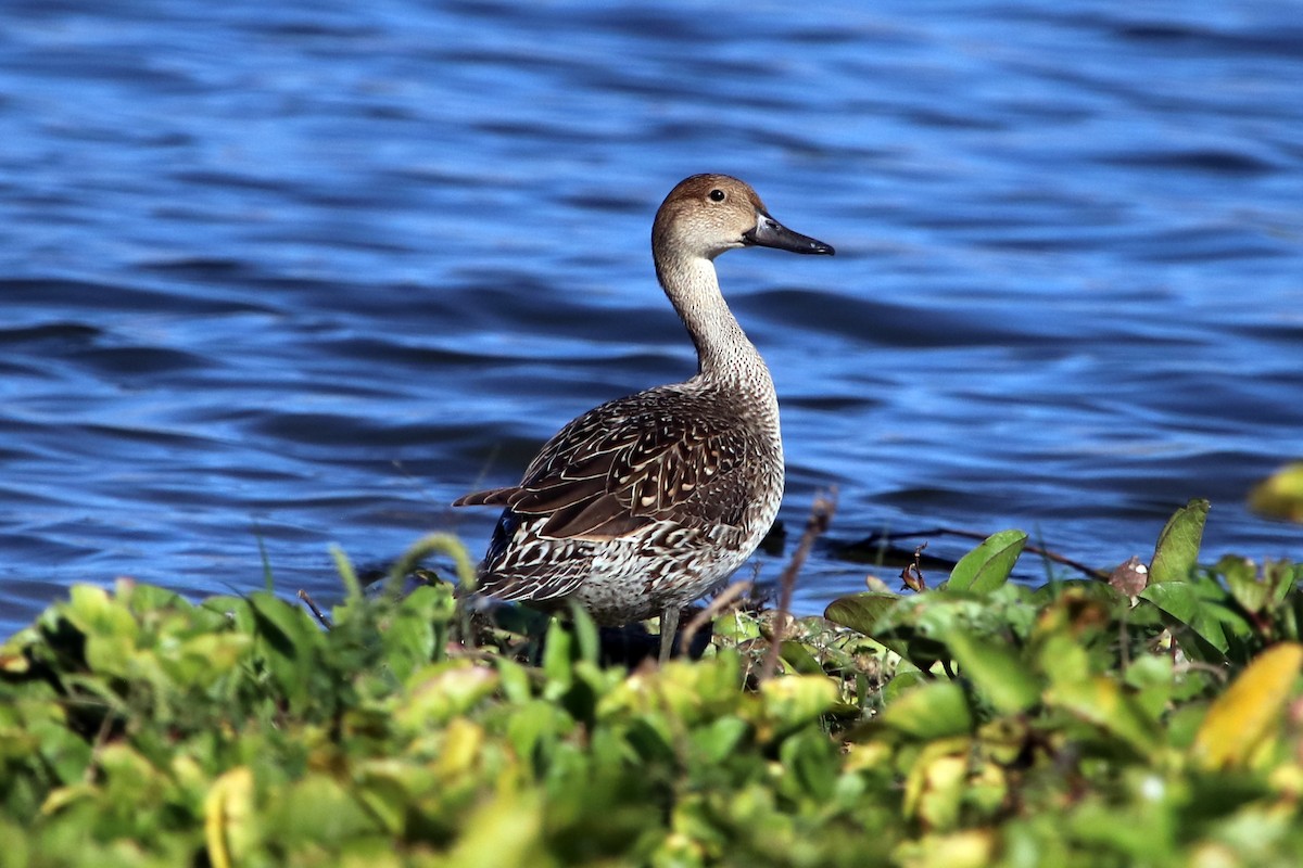 Northern Pintail - Guy Stevens