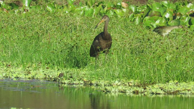 Limpkin - ML423477841