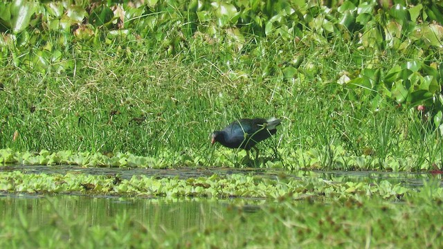 Purple Gallinule - ML423478121