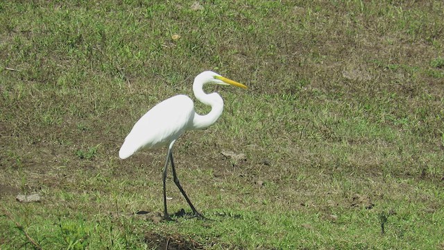 Great Egret - ML423478231