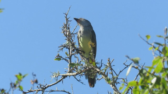 Brown-crested Flycatcher - ML423480661