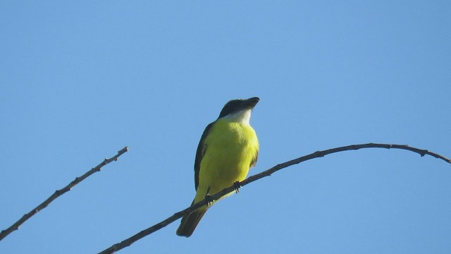 Boat-billed Flycatcher - ML423480811