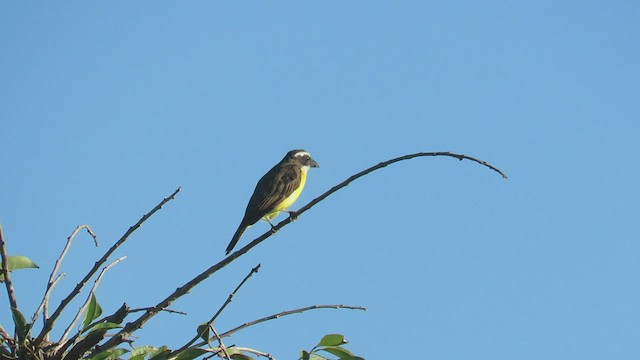 Boat-billed Flycatcher - ML423480881