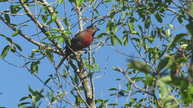 Red-crested Finch - ML423481281