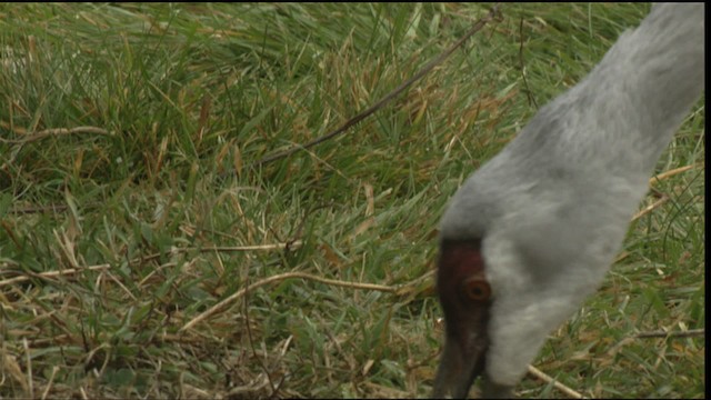 Sandhill Crane - ML423482