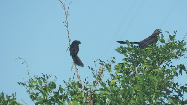 Smooth-billed Ani - ML423482801