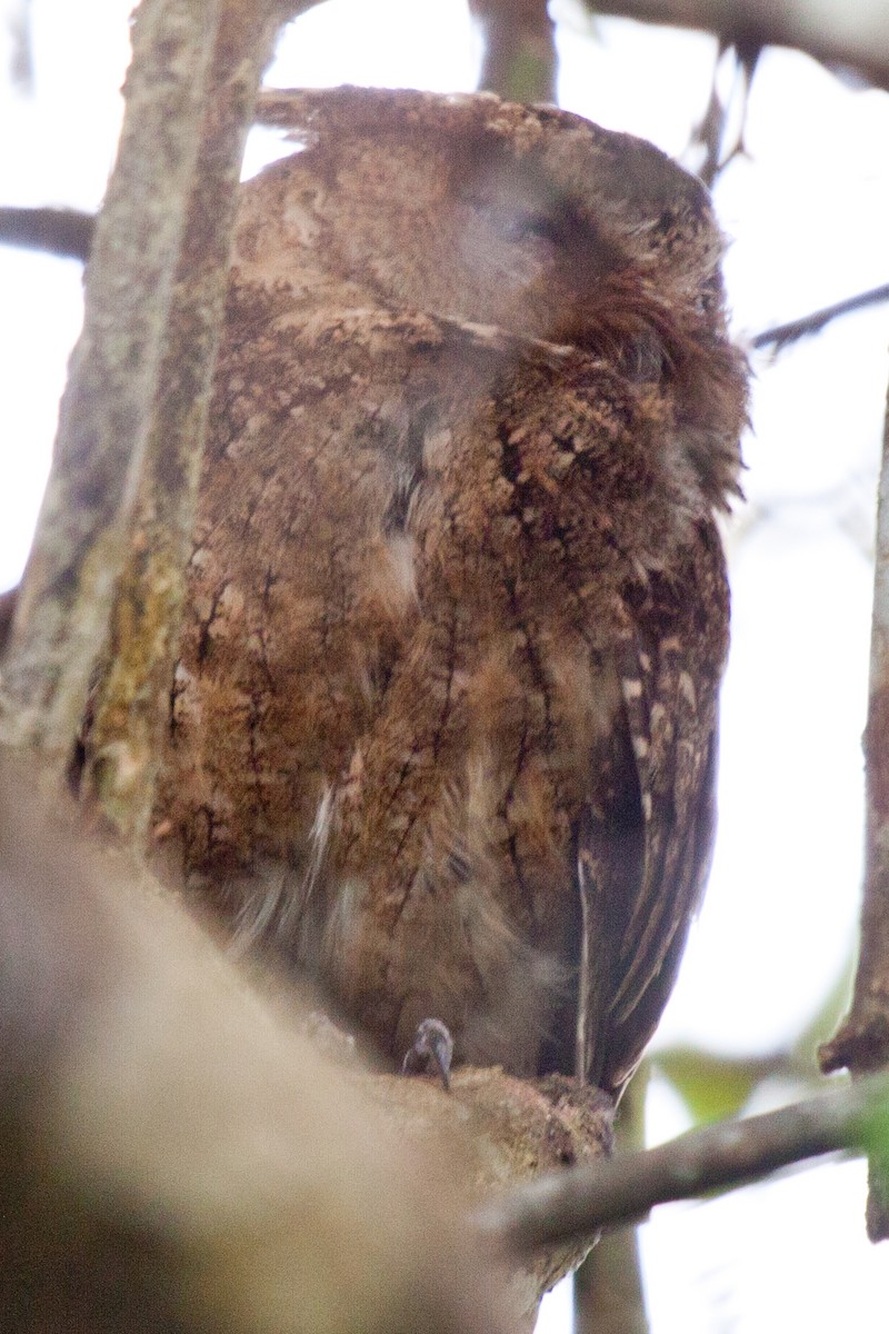 Everett's Scops-Owl - ML423482981