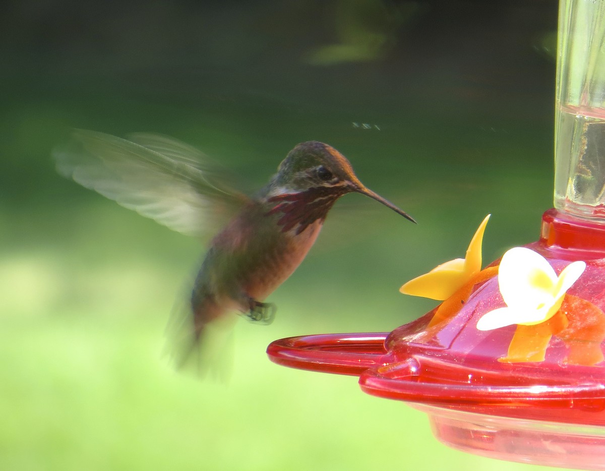 Calliope Hummingbird - ML42348341