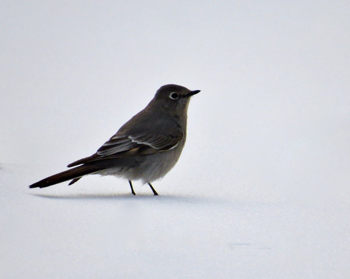 Townsend's Solitaire - ML423483471
