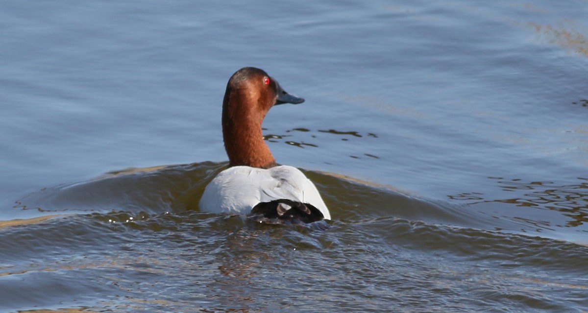 Canvasback - ML423483491